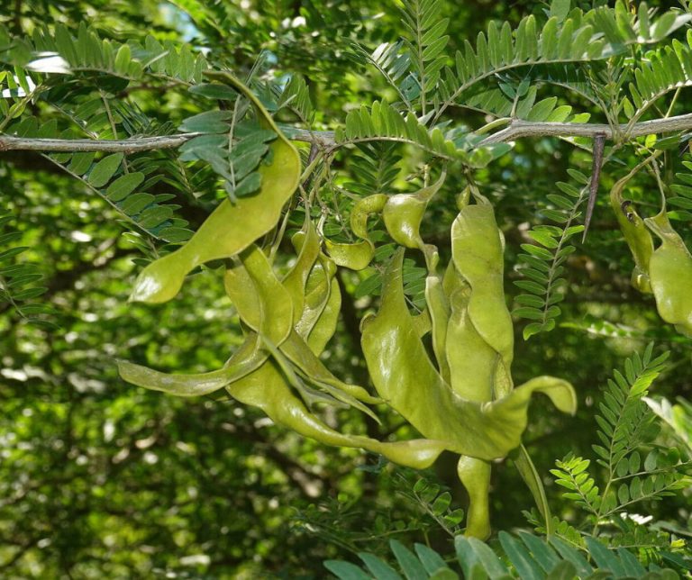 Bồ kết - Cỏ Organic