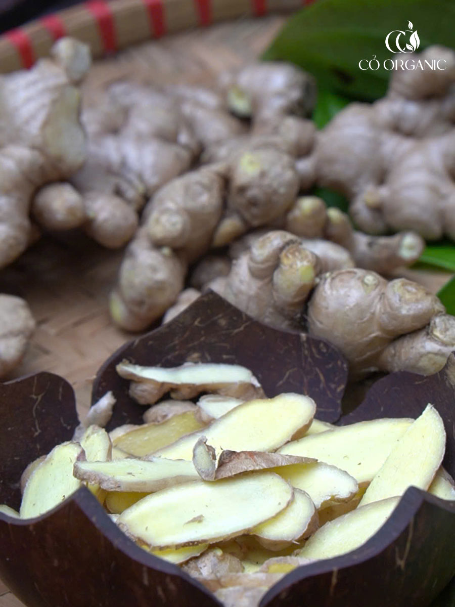 Gừng Quảng trị - Cỏ Organic - Con lăn Ôn Dưỡng